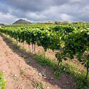 Nero d'Avola from Sicily